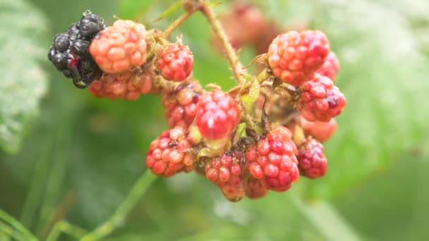 Bacche rosse e nere more su un cespuglio in giardino dopo la pioggia con gocce, 4k, riprese al rallentatore . — Video Stock