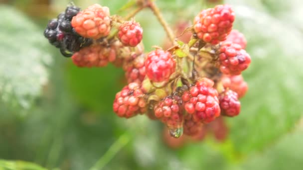 Bacche rosse e nere more su un cespuglio in giardino dopo la pioggia con gocce, 4k, riprese al rallentatore . — Video Stock