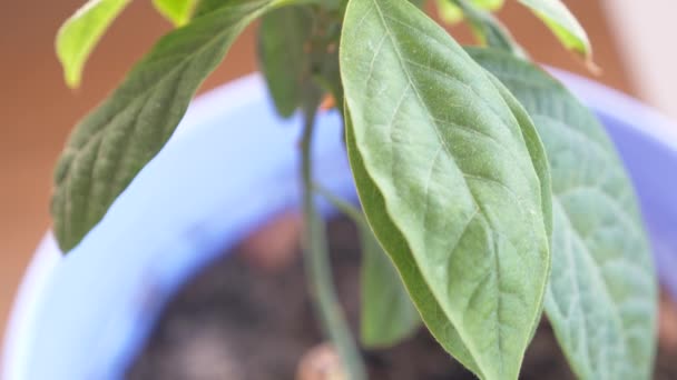 Dettagli del seme di avocado germogliato. 4k, spostando l'attenzione . — Video Stock