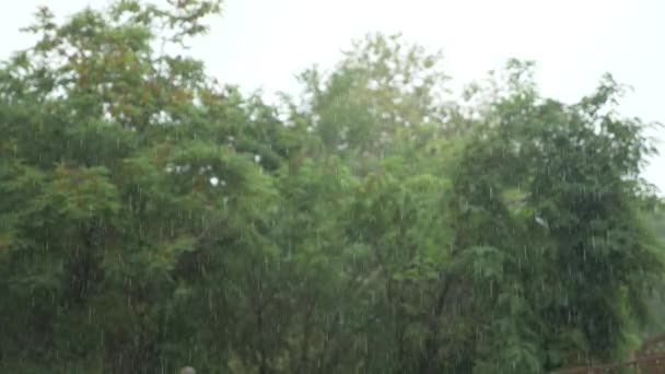 Versando pioggia tropicale. gocce di pioggia sullo sfondo di alberi verdi. 4k, rallentatore — Video Stock