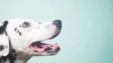 Dalmaçya köpek portre profil. Üzerinde mavi arka plan izole. 4 k, yavaş hareket, yakın çekim