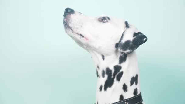 Pies dalmatyńczyk portret w profilu. Na białym tle na niebieskim tle. 4 k, zwolnionym tempie, zbliżenie — Wideo stockowe