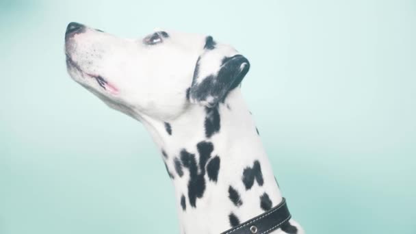 Dalmatian dog portrait in profile. Isolated on blue background. 4k, slow-motion, close-up — Stock Video