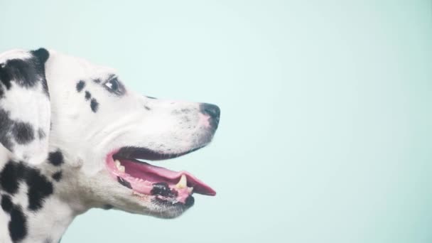 Далматинский портрет собаки в профиль. Изолированный на синем фоне. 4k, slow-motion, крупным планом — стоковое видео
