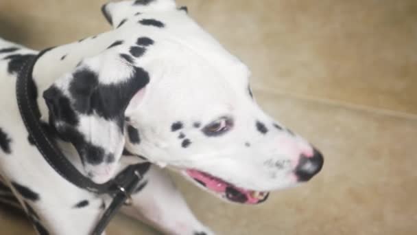 Далматинский портрет собаки. 4k, slow-motion, крупным планом — стоковое видео