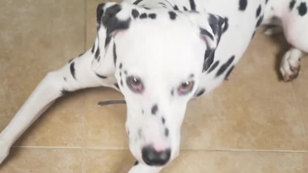 Dalmatische hond portret. 4 k, vertraagd, close-up — Stockvideo