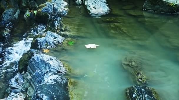 森の中の隠れた滝 — ストック動画