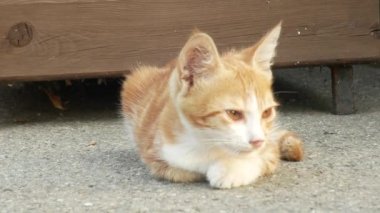 Sokakta evsiz kırmızı kedi yavrusu. Şirin kedi yüz. 4k