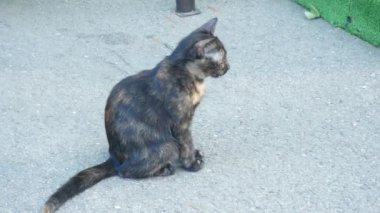 Cadde de evsiz gri kedi. 4k