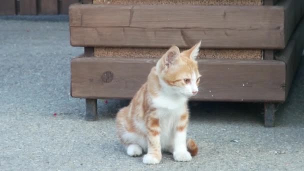 Gatinho vermelho sem-abrigo na rua. Cara de gato bonito. 4k — Vídeo de Stock