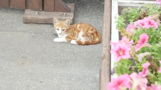 Um gatinho vermelho sem-abrigo na rua. encontra-se no asfalto perto do canteiro de flores com flores rosa. 4k — Vídeo de Stock