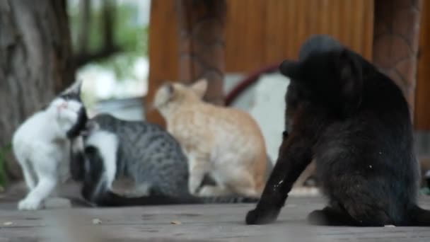 Een kudde van zwerfkatten in een zomer-park. 4k — Stockvideo