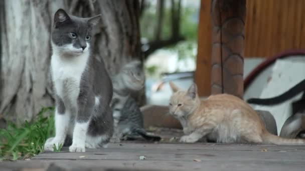 Um bando de gatos vadios em um parque de verão. 4k — Vídeo de Stock