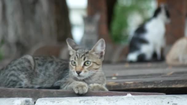 Una bandada de gatos callejeros en un parque de verano. 4k — Vídeo de stock