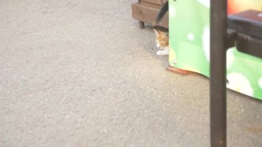 bir sürü sokak kedilerine bir yaz parkta. 4k