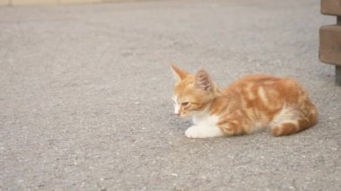 bir sürü sokak kedilerine bir yaz parkta. 4k