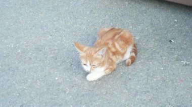 Sokakta evsiz kırmızı kedi yavrusu. Şirin kedi yüz. 4k