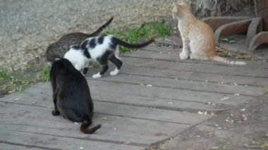 bir sürü sokak kedilerine bir yaz parkta. 4k.