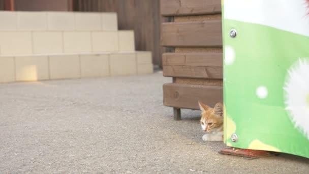 Sekumpulan kucing liar di taman musim panas. 4k — Stok Video