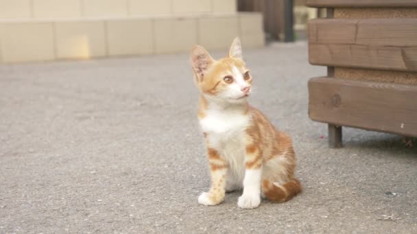 Un troupeau de chats errants dans un parc d'été. 4k — Video