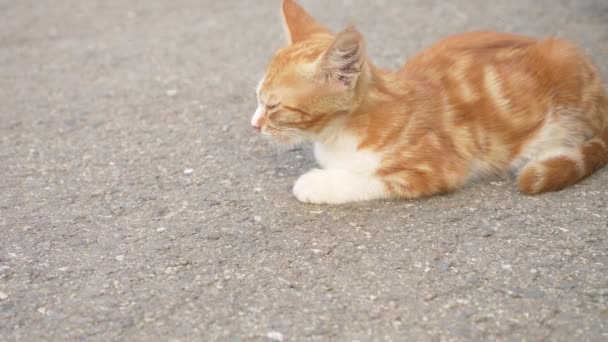 Una bandada de gatos callejeros en un parque de verano. 4k — Vídeo de stock