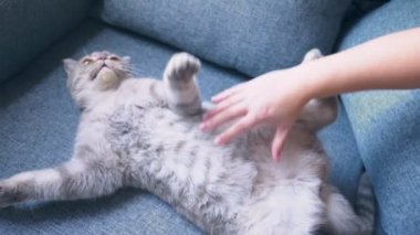 İskoç fold kedi. bir el ile bir kedi oynuyor. 4k, ağır çekim