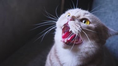 İskoç fold kedi. yakın çekim. korkmuş kedi kanepede. puflama bir şey. 4k, ağır çekim