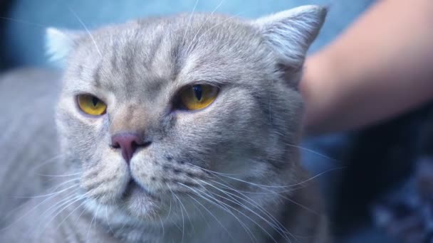 Un gatto scozzese. una mano femminile che accarezza un gatto. primo piano. 4k, rallentatore — Video Stock