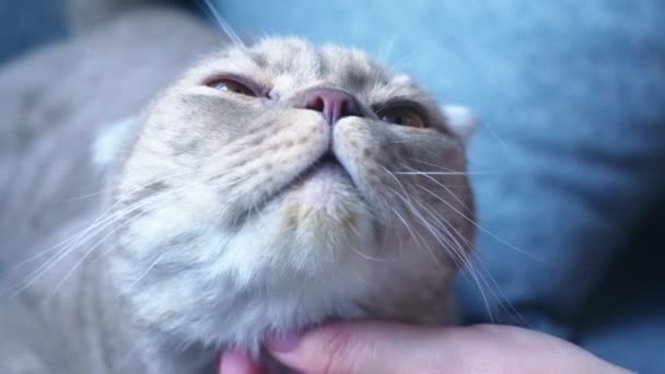 Scottish Διπλώνετε γάτα. ένα γυναικείο χέρι χαϊδεύοντας μια γάτα. γκρο πλαν. 4k, αργή κίνηση — Αρχείο Βίντεο