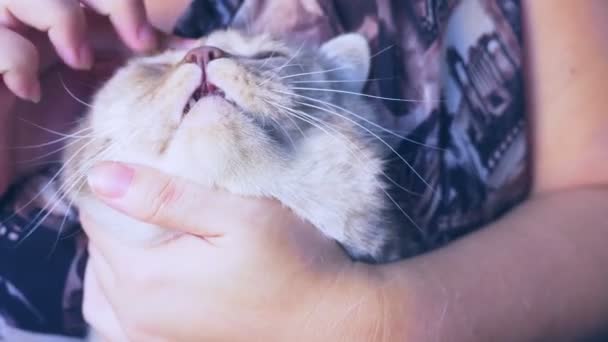 Gato escocês. uma mão feminina acariciando um gato. close-up. 4k, câmera lenta — Vídeo de Stock