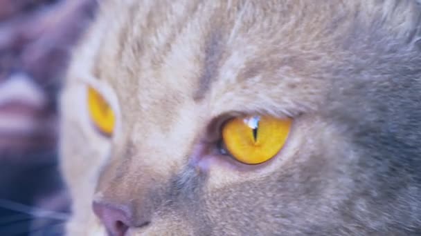 Chat pliant écossais. gros plan des yeux ronds jaunes du félin. 4k, au ralenti 