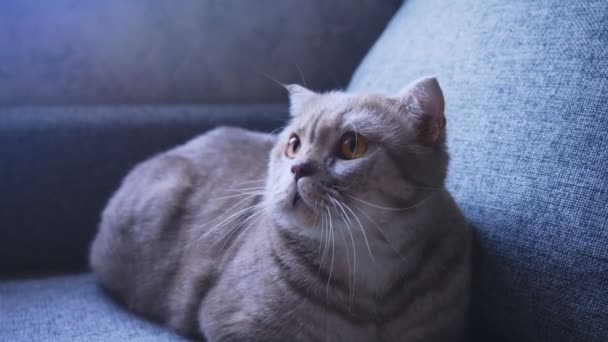 Schottische Faltkatze. Nahaufnahme. verängstigte Katze auf der Couch. 4k, Zeitlupe — Stockvideo