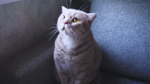 Gato escocés. Primer plano. gato asustado en el sofá. silba algo. 4k, cámara lenta — Vídeo de stock