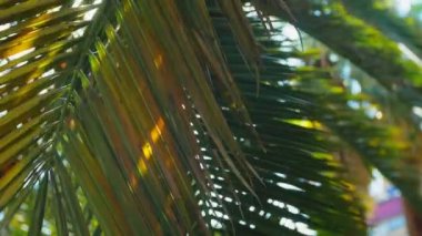 palmiye gökyüzüne karşı bırakır. Güneş parlamayı. 4k