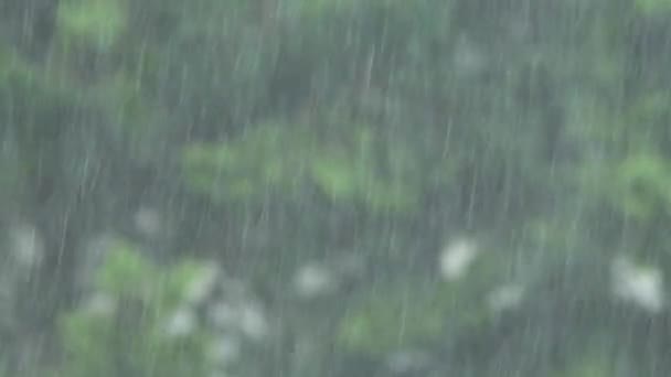 Regn på en bakgrund av grönt bladverk. närbild. 4k, Slowmotion. — Stockvideo