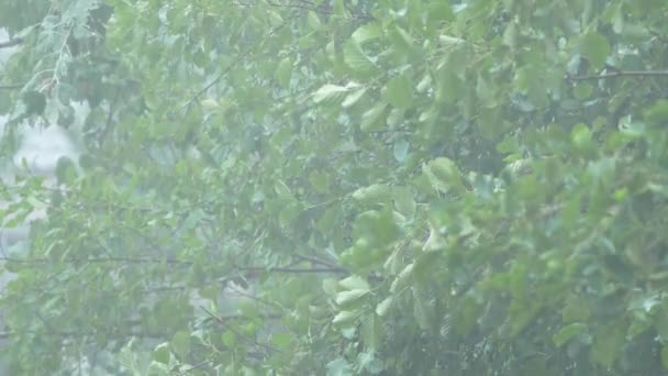 Fortes pluies sur un fond de feuillage vert. Gros plan. 4k, au ralenti . — Video