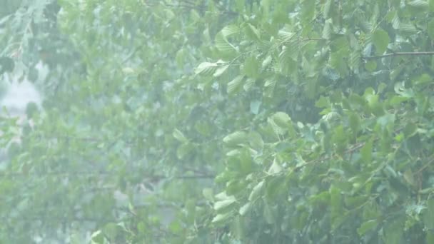 Обильный Дождь Фоне Зеленой Листвы Крупным Планом Slow Motion — стоковое видео