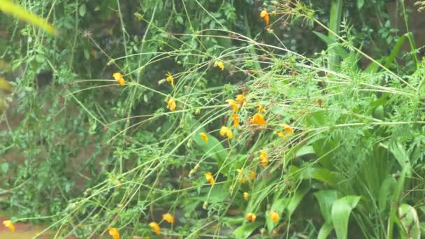 Flores naranjas de otoño en un parterre cerca de la acera. bajo la lluvia. 4k, cámara lenta — Vídeos de Stock