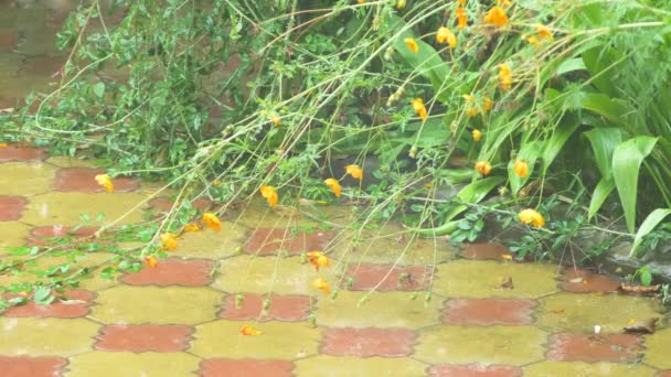 Оранжевые осенние цветы в клумбе рядом с тротуаром. под дождем. 4k, slow motion — стоковое видео