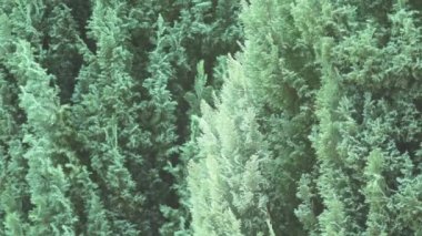 şiddetli yağmur yeşil yeşillik bir arka plan üzerinde. yakın çekim. 4k, ağır çekim.