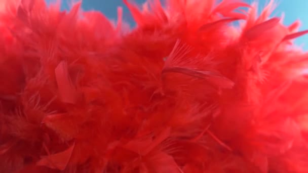 Red cloud of feathers. close-up macro. Selective focus, blurred focus, abstraction. super slow motion. color background. — Stock Video