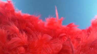 kırmızı bulut tüyler. yakın çekim makro. Seçici odak, bulanık odak, soyutlama. süper ağır çekim. renk arka plan.