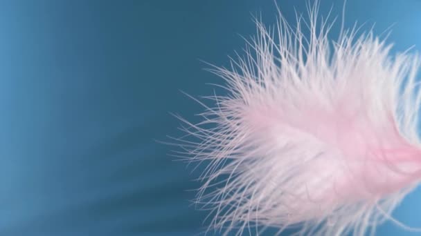 Pink feather close-up macro. Selective focus, blurred focus, abstraction. super slow motion — Stock Video