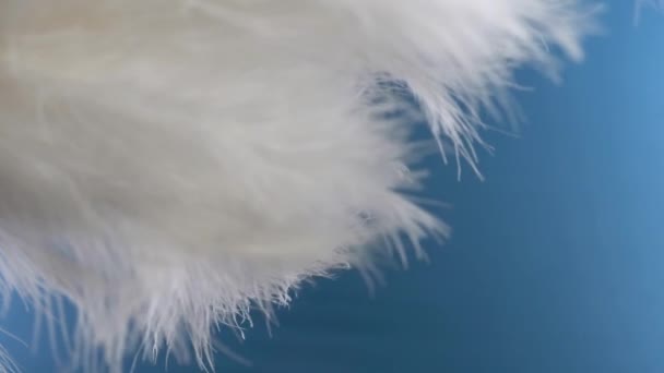 Vita moln av fjädrar. makro närbild. Selektivt fokus, suddig fokus, abstraktion. Super slow motion. färg bakgrunden — Stockvideo
