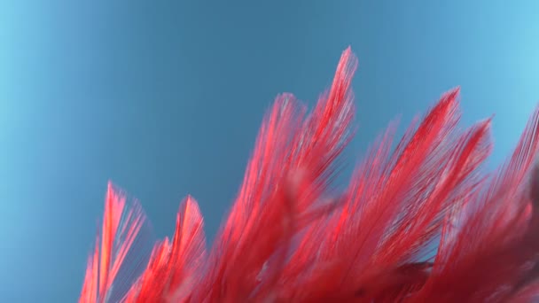 Rote Federn Nahaufnahme Makro. Selektiver Fokus, verschwommener Fokus, Abstraktion. Super Zeitlupe, farbiger Hintergrund — Stockvideo