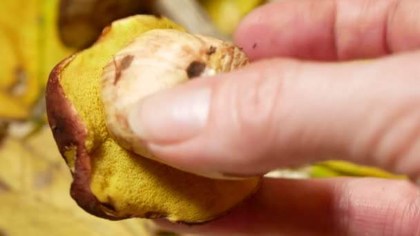 Fresh brown cap edible russula mushroom in the hand. mushroom hold in a hand, closeup, fungi picking up concept. 4k — Stock Video
