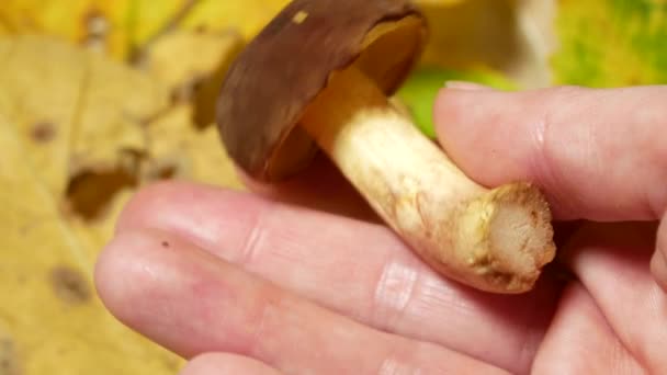 Vers bruin GLB eetbare russula paddestoel in de hand. paddestoel greep in een hand, close-up, schimmels oppakken van concept. 4k — Stockvideo