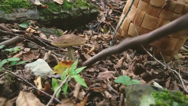 Man Snijdt Champignons Met Een Mes Concept Van Een Gezonde — Stockvideo