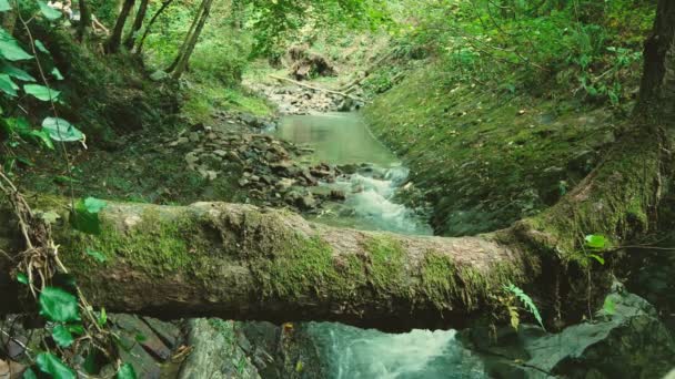 Cachoeira de montanha na floresta. 4k, câmera lenta — Vídeo de Stock