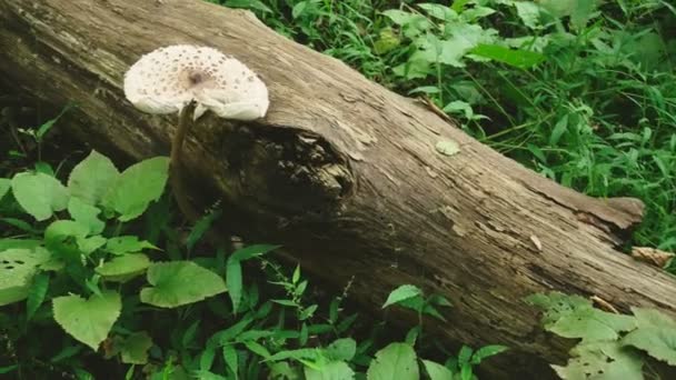 Gran mosca blanca agárica en hierba alta en el bosque. 4k — Vídeos de Stock